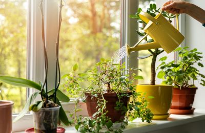 Easy To Care For House Plants